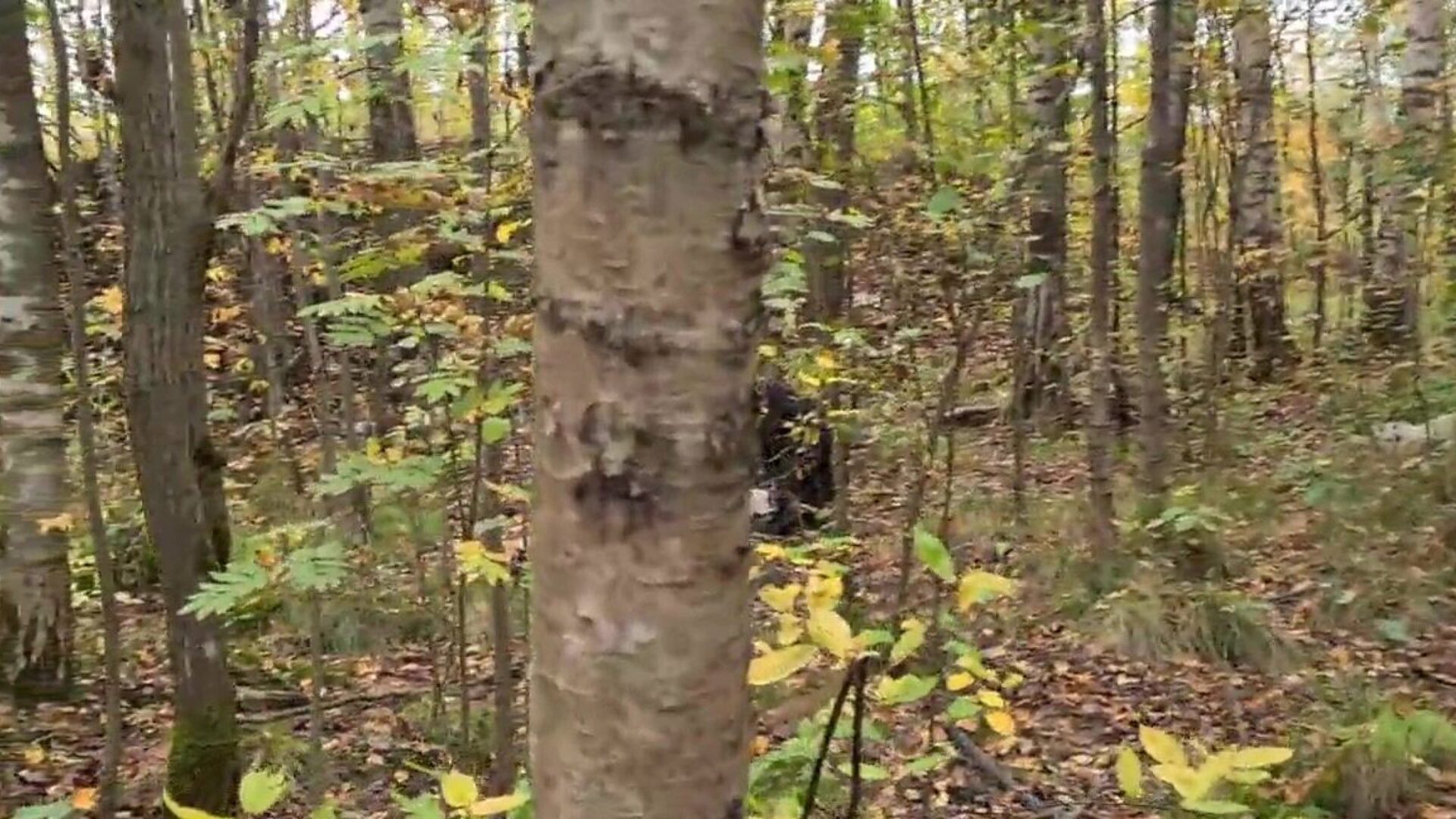 avid maniac was seeing the hotty ! then he drilled her in the woods